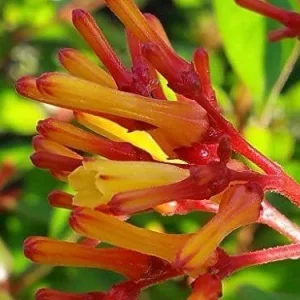 Dwarf Mexican Firebush 'Firefly' Live Plants 2-Pack, 5-9" Tall - Hamelia Patens - Hummingbird Magnet - Image 1