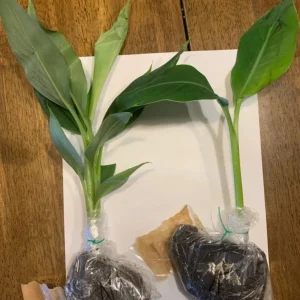 Dwarf Namwah Banana Tree Live Plant - Cold Hardy Musa Awak - 4-6 inches Tall - Image 2