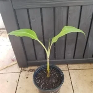 Dwarf Namwah Banana Tree Live Plant - Cold Hardy Musa Awak - 4-6 inches Tall - Image 3