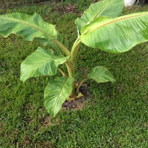 Dwarf Namwah Banana Tree Live Plant - Cold Hardy Musa Awak - 4-6 inches Tall - Image 4