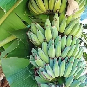 Dwarf Namwah Banana Tree Live Plant - Cold Hardy Musa Awak - 4-6 inches Tall - Image 5