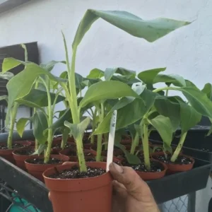 Dwarf Namwah Banana Tree Live Plant - Cold Hardy Musa Awak - 4-6 inches Tall - Image 6