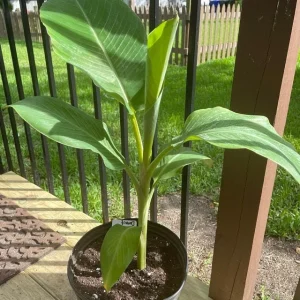 Dwarf Namwah Banana Tree Live Plant - Cold Hardy Musa Awak - 4-6 inches Tall - Image 1