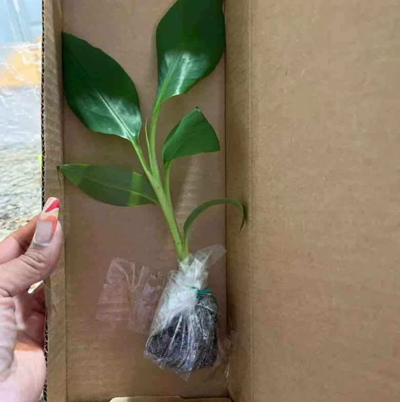 Dwarf Orinoco Banana Live Plant - Cold Hardy Fruit Tree, 1 ft Tall - Image 2