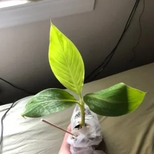 Dwarf Orinoco Banana Live Plant - Cold Hardy Fruit Tree, 1 ft Tall - Image 3