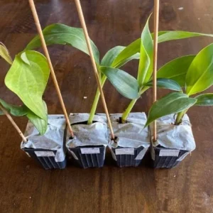 Dwarf Orinoco Banana Live Plant - Cold Hardy Fruit Tree, 1 ft Tall - Image 4