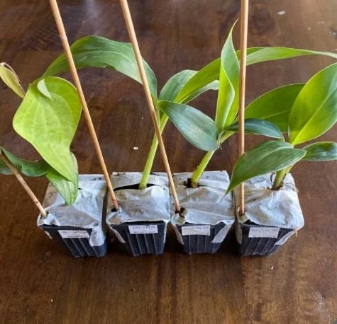 Dwarf Orinoco Banana Live Plant - Cold Hardy Fruit Tree, 1 ft Tall - Image 4