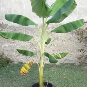 Dwarf Orinoco Banana Live Plant - Cold Hardy Fruit Tree, 1 ft Tall - Image 5