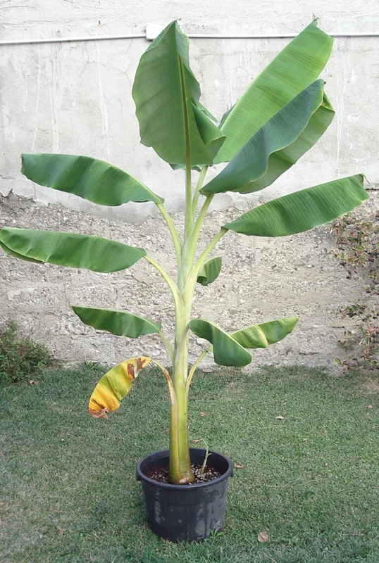 Dwarf Orinoco Banana Live Plant - Cold Hardy Fruit Tree, 1 ft Tall - Image 5