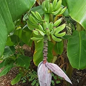 Dwarf Orinoco Banana Live Plant - Cold Hardy Fruit Tree, 1 ft Tall - Image 6