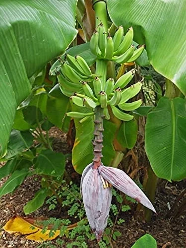 Dwarf Orinoco Banana Live Plant - Cold Hardy Fruit Tree, 1 ft Tall - Image 6