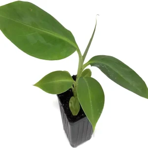 Dwarf Orinoco Banana Live Plant - Cold Hardy Fruit Tree, 1 ft Tall - Image 1