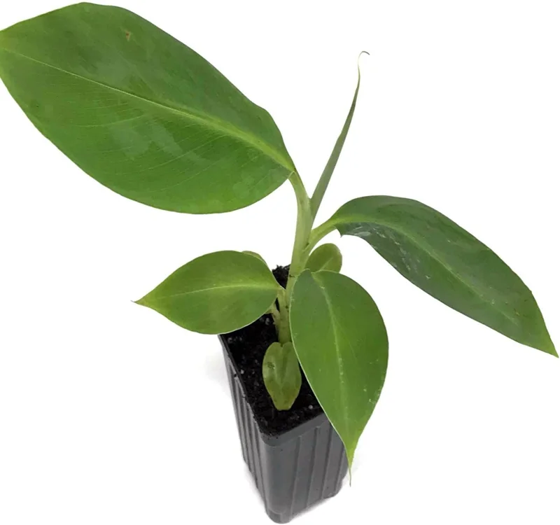 Dwarf Orinoco Banana Live Plant - Cold Hardy Fruit Tree, 1 ft Tall - Image 1