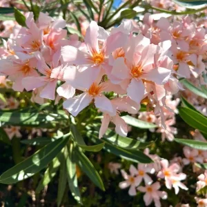 Dwarf Salmon Oleander Live Plant - 4-8 inch - Compact Flowering Shrub for Sun - Image 2