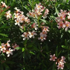Dwarf Salmon Oleander Live Plant - 4-8 inch - Compact Flowering Shrub for Sun - Image 3