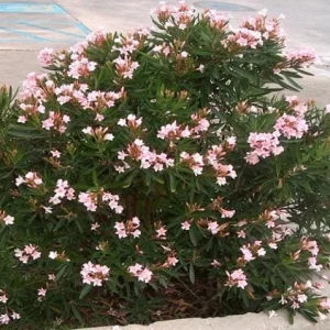 Dwarf Salmon Oleander Live Plant - 4-8 inch - Compact Flowering Shrub for Sun - Image 4