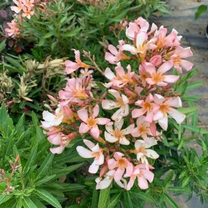 Dwarf Salmon Oleander Live Plant - 4-8 inch - Compact Flowering Shrub for Sun - Image 5