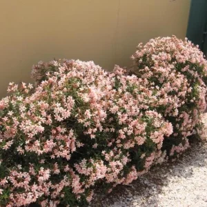 Dwarf Salmon Oleander Live Plant - 4-8 inch - Compact Flowering Shrub for Sun - Image 6