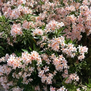 Dwarf Salmon Oleander Live Plant - 4-8 inch - Compact Flowering Shrub for Sun - Image 1