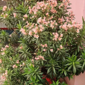 Dwarf Salmon Oleander Live Plant – 4-inch Tall Starter – Vibrant Blooms – Outdoor Shrub - Image 2