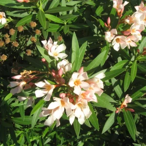 Dwarf Salmon Oleander Live Plant – 4-inch Tall Starter – Vibrant Blooms – Outdoor Shrub - Image 3