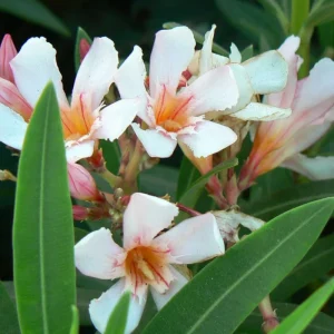 Dwarf Salmon Oleander Live Plant – 4-inch Tall Starter – Vibrant Blooms – Outdoor Shrub - Image 4