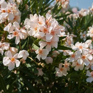 Dwarf Salmon Oleander Live Plant – 4-inch Tall Starter – Vibrant Blooms – Outdoor Shrub - Image 5