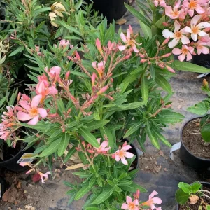 Dwarf Salmon Oleander Live Plant – 4-inch Tall Starter – Vibrant Blooms – Outdoor Shrub - Image 6