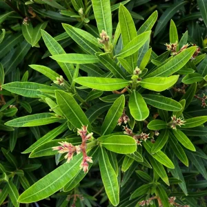 Dwarf Salmon Oleander Live Plant – 4-inch Tall Starter – Vibrant Blooms – Outdoor Shrub - Image 7
