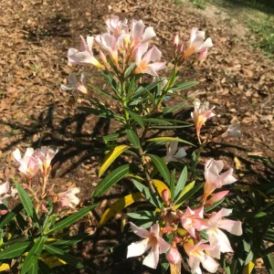 Dwarf Salmon Oleander Live Plant – 4-inch Tall Starter – Vibrant Blooms – Outdoor Shrub - Image 1