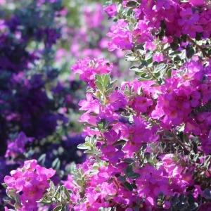 Dwarf Texas Sage Live Plant - Leucophyllum frutescens 'Compacta' - 5-9" Tall - Pack of 2 Outdoor Shrubs - Image 2