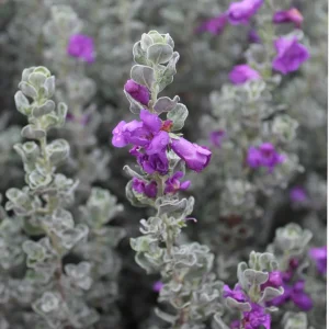 Dwarf Texas Sage Live Plant - Leucophyllum frutescens 'Compacta' - 5-9
