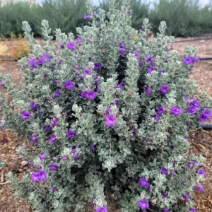 Dwarf Texas Sage Live Plant - Leucophyllum frutescens 'Compacta' - 5-9