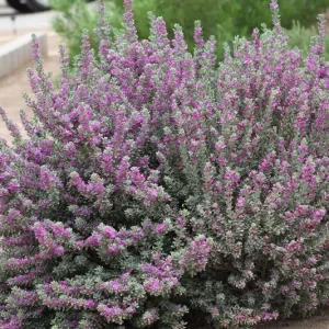 Dwarf Texas Sage Live Plant - Leucophyllum frutescens 'Compacta' - 5-9