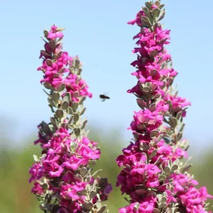 Dwarf Texas Sage Live Plant - Leucophyllum frutescens 'Compacta' - 5-9