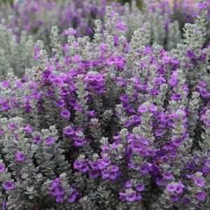 Dwarf Texas Sage Live Plant - Leucophyllum frutescens 'Compacta' - 5-9