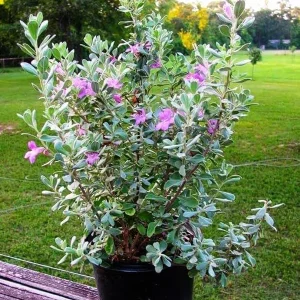 Dwarf Texas Sage Live Plant - Leucophyllum frutescens 'Compacta' - 5-9