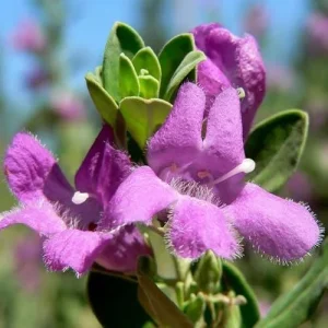 Dwarf Texas Sage Live Plant - Leucophyllum frutescens 'Compacta' - 5-9" Tall - Pack of 2 Outdoor Shrubs - Image 1