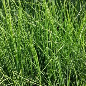 Dwarf White Pampas Grass Blue Bayou Live Plant - Cortaderia - Blue/Green Foliage - 4 inch Tall - Image 2