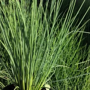 Dwarf White Pampas Grass Blue Bayou Live Plant - Cortaderia - Blue/Green Foliage - 4 inch Tall - Image 3
