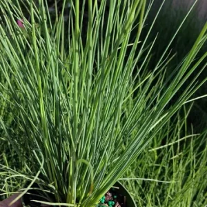 Dwarf White Pampas Grass Blue Bayou Live Plant - Cortaderia - Blue/Green Foliage - 4 inch Tall - Image 4
