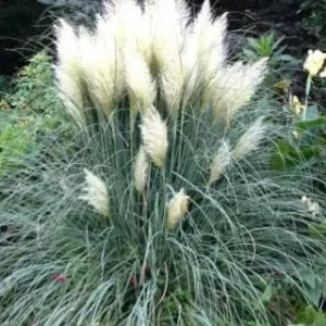 Dwarf White Pampas Grass Blue Bayou Live Plant - Cortaderia - Blue/Green Foliage - 4 inch Tall - Image 1