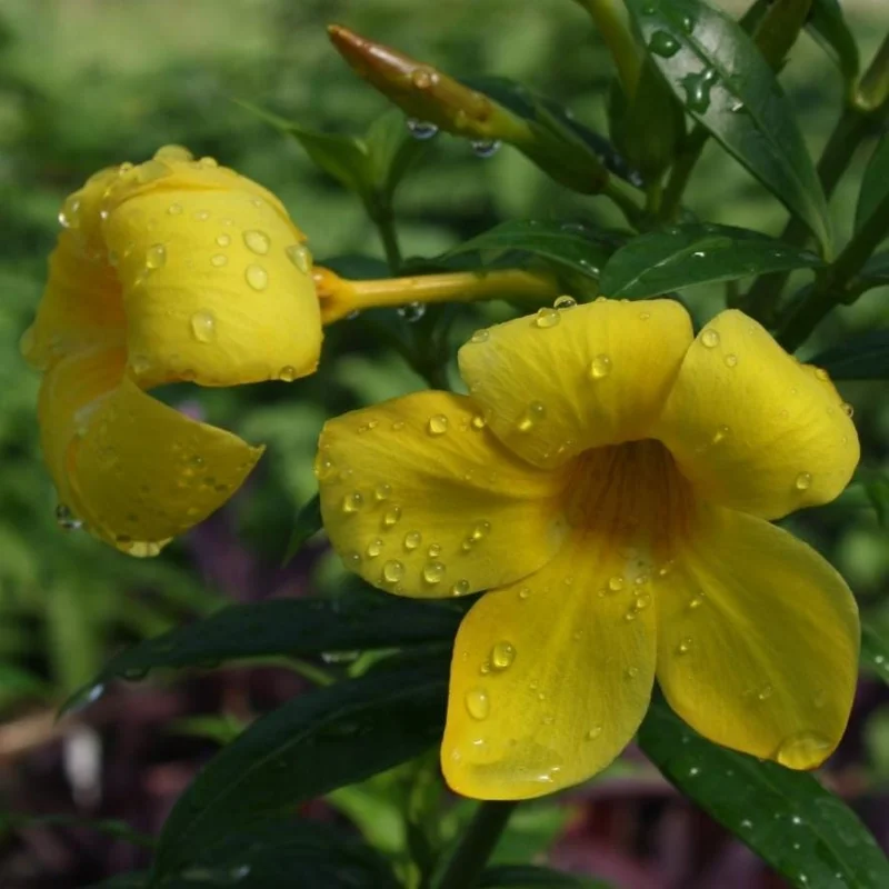 Dwarf Yellow Allamanda Live Plants - Allamanda Compacta - 2 Pack, 4-6 In Tall - Image 1