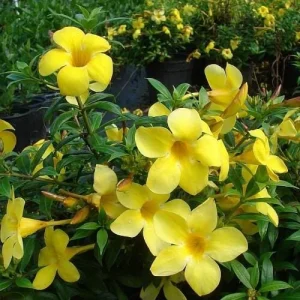 Dwarf Yellow Allamanda Live Plants - Allamanda Compacta - 2 Pack, 4-6 In Tall - Image 2