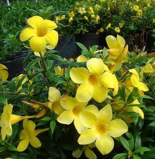 Dwarf Yellow Allamanda Live Plants - Allamanda Compacta - 2 Pack, 4-6 In Tall - Image 2