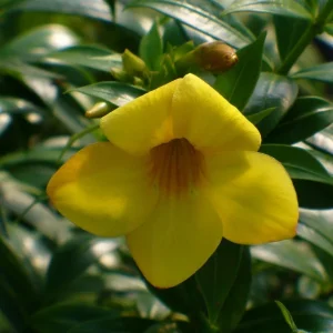 Dwarf Yellow Allamanda Live Plants - Allamanda Compacta - 2 Pack, 4-6 In Tall - Image 3