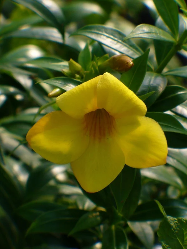 Dwarf Yellow Allamanda Live Plants - Allamanda Compacta - 2 Pack, 4-6 In Tall - Image 3