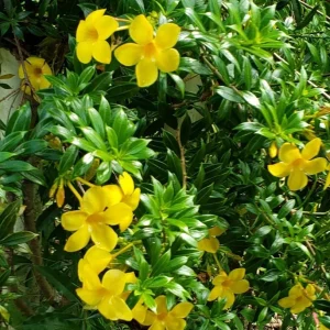 Dwarf Yellow Allamanda Live Plants - Allamanda Compacta - 2 Pack, 4-6 In Tall - Image 4