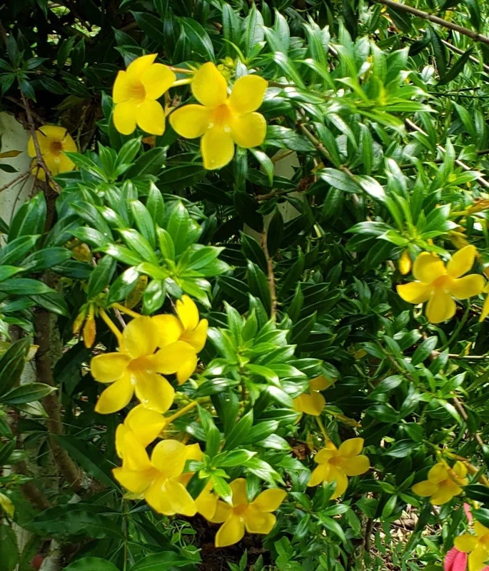 Dwarf Yellow Allamanda Live Plants - Allamanda Compacta - 2 Pack, 4-6 In Tall - Image 4