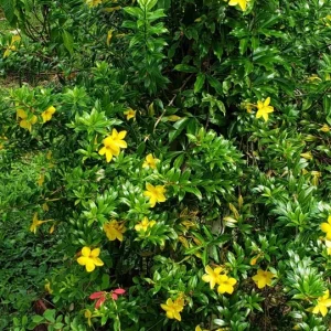 Dwarf Yellow Allamanda Live Plants - Allamanda Compacta - 2 Pack, 4-6 In Tall - Image 5